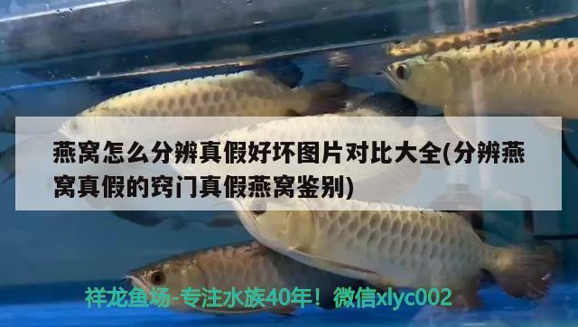 彩虹金花羅漢魚：羅漢魚幻彩金花