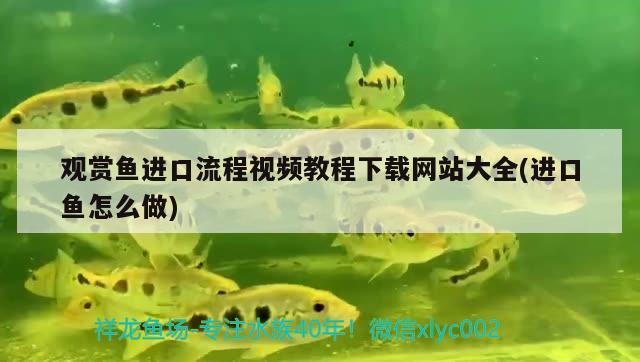 觀賞魚進(jìn)口流程視頻教程下載網(wǎng)站大全(進(jìn)口魚怎么做) 觀賞魚進(jìn)出口