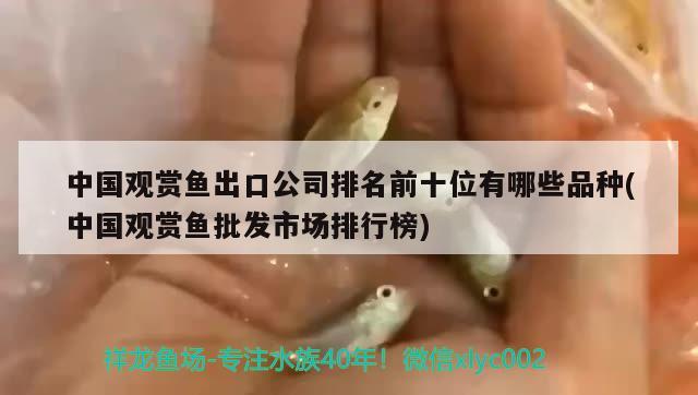 中國觀賞魚出口公司排名前十位有哪些品種(中國觀賞魚批發(fā)市場排行榜) 觀賞魚進出口