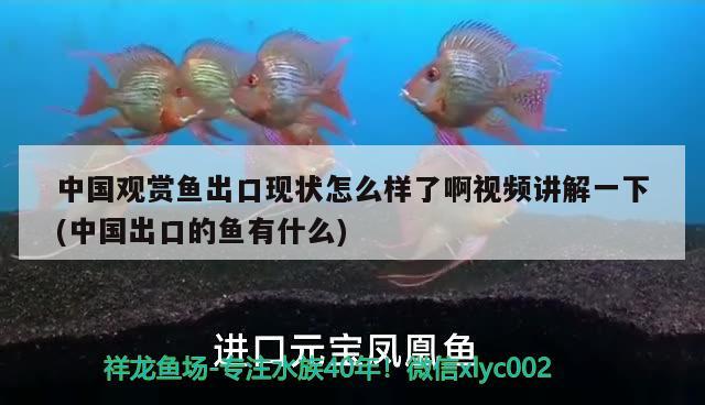 中國觀賞魚出口現(xiàn)狀怎么樣了啊視頻講解一下(中國出口的魚有什么) 觀賞魚進出口