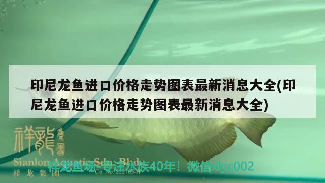 印尼龍魚進(jìn)口價(jià)格走勢圖表最新消息大全(印尼龍魚進(jìn)口價(jià)格走勢圖表最新消息大全) 觀賞魚進(jìn)出口