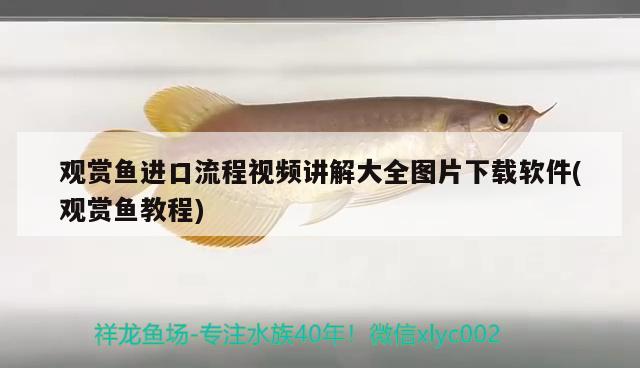 觀賞魚進(jìn)口流程視頻講解大全圖片下載軟件(觀賞魚教程) 觀賞魚進(jìn)出口