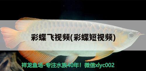 小龍魚(yú)不吃飼料怎么辦呢（當(dāng)你發(fā)現(xiàn)和你生活在一起的男人一點(diǎn)也不會(huì)哄） 充氧泵 第2張