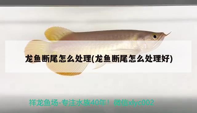 龍魚斷尾怎么處理(龍魚斷尾怎么處理好)