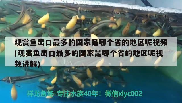 觀賞魚出口最多的國(guó)家是哪個(gè)省的地區(qū)呢視頻(觀賞魚出口最多的國(guó)家是哪個(gè)省的地區(qū)呢視頻講解) 觀賞魚進(jìn)出口