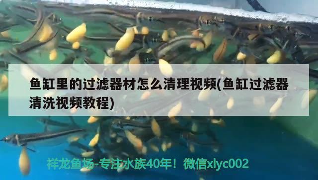 魚缸里的過濾器材怎么清理視頻(魚缸過濾器清洗視頻教程) ?；?異型虎魚/純色虎魚