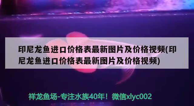 印尼龍魚(yú)進(jìn)口價(jià)格表最新圖片及價(jià)格視頻(印尼龍魚(yú)進(jìn)口價(jià)格表最新圖片及價(jià)格視頻) 觀賞魚(yú)進(jìn)出口