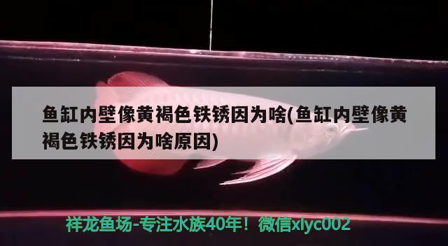 狂暴模式一百層霸王龍怎么疊出來，京劇貓之霸王折為什么沒出來