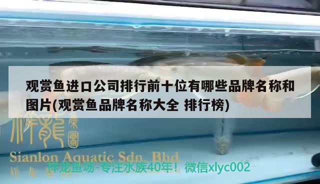 觀賞魚進口公司排行前十位有哪些品牌名稱和圖片(觀賞魚品牌名稱大全排行榜) 觀賞魚進出口