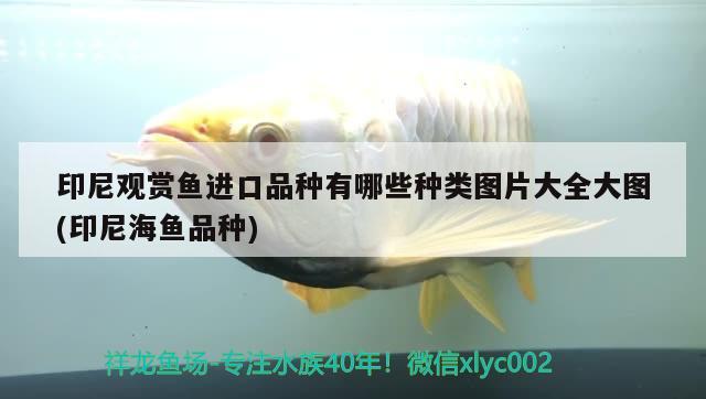 印尼觀賞魚(yú)進(jìn)口品種有哪些種類(lèi)圖片大全大圖(印尼海魚(yú)品種) 觀賞魚(yú)進(jìn)出口