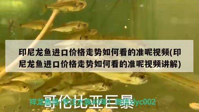 印尼龍魚進(jìn)口價格走勢如何看的準(zhǔn)呢視頻(印尼龍魚進(jìn)口價格走勢如何看的準(zhǔn)呢視頻講解) 觀賞魚進(jìn)出口