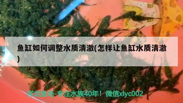 魚缸如何調(diào)整水質(zhì)清澈(怎樣讓魚缸水質(zhì)清澈)