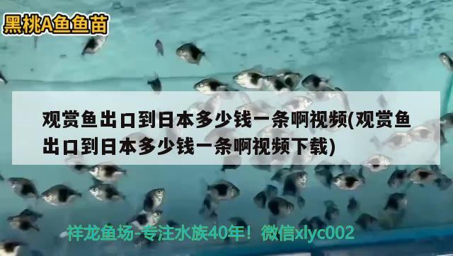 百色水族館:我重新開缸的花銷 魚缸風(fēng)水 第2張