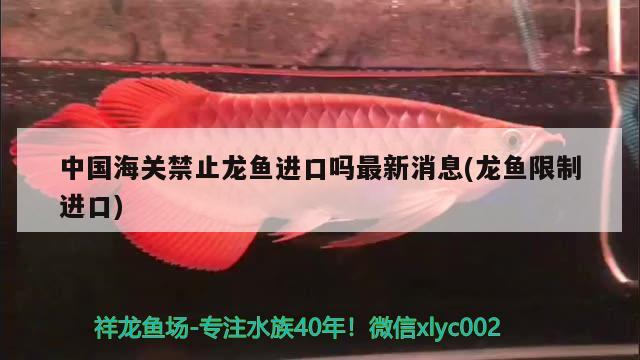 中國海關(guān)禁止龍魚進(jìn)口嗎最新消息(龍魚限制進(jìn)口) 觀賞魚進(jìn)出口