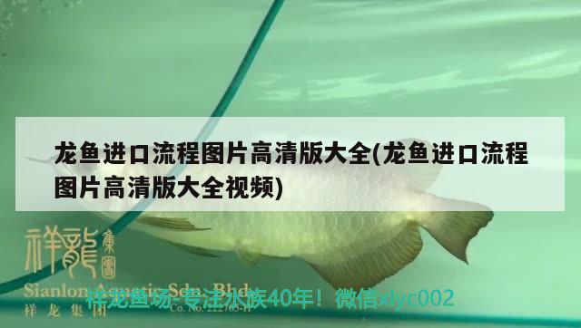 龍魚(yú)進(jìn)口流程圖片高清版大全(龍魚(yú)進(jìn)口流程圖片高清版大全視頻) 觀賞魚(yú)進(jìn)出口