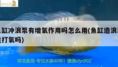 魚缸沖浪泵有增氧作用嗎怎么用(魚缸造浪泵能打氧嗎) 委內(nèi)瑞拉奧里諾三間魚