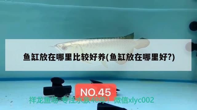 魚缸放在哪里比較好養(yǎng)(魚缸放在哪里好?) 帝王迷宮