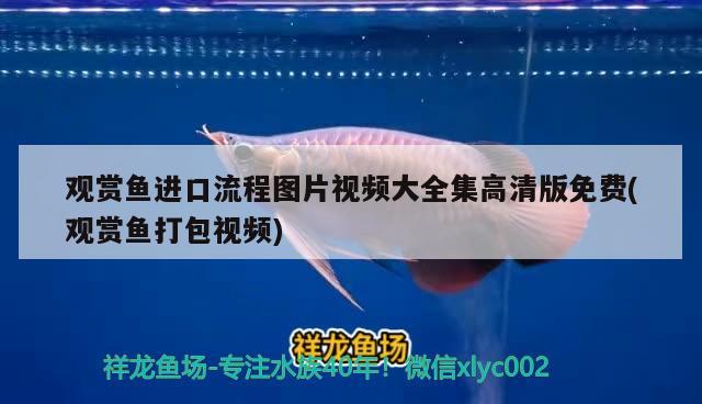 觀賞魚(yú)進(jìn)口流程圖片視頻大全集高清版免費(fèi)(觀賞魚(yú)打包視頻) 觀賞魚(yú)進(jìn)出口