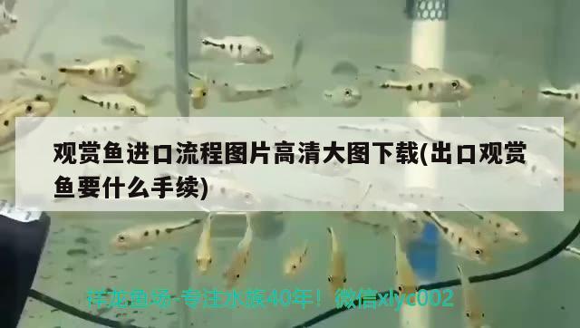 觀賞魚進口流程圖片高清大圖下載(出口觀賞魚要什么手續(xù)) 觀賞魚進出口