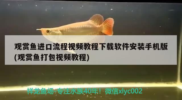 觀賞魚進口流程視頻教程下載軟件安裝手機版(觀賞魚打包視頻教程) 觀賞魚進出口