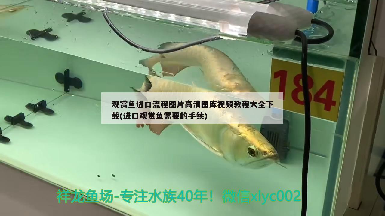 蘭壽魚(yú)缸圖片高清（蘭壽魚(yú)缸圖片高清圖） 熊貓異形魚(yú)L46 第3張