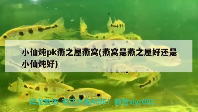 三間鼠魚壽命：三間鼠魚生長速度 三間鼠魚 第2張