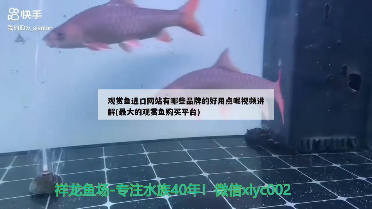 觀賞魚進(jìn)口網(wǎng)站有哪些品牌的好用點(diǎn)呢視頻講解(最大的觀賞魚購(gòu)買平臺(tái)) 觀賞魚進(jìn)出口