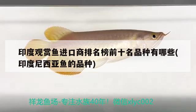 印度觀賞魚進(jìn)口商排名榜前十名品種有哪些(印度尼西亞魚的品種) 觀賞魚進(jìn)出口