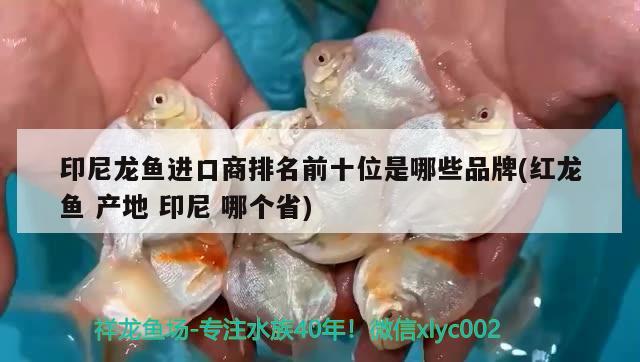 印尼龍魚進口商排名前十位是哪些品牌(紅龍魚產地印尼哪個省) 觀賞魚進出口