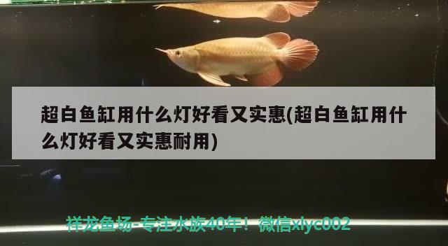 超白魚缸用什么燈好看又實(shí)惠(超白魚缸用什么燈好看又實(shí)惠耐用) 觀賞魚批發(fā)