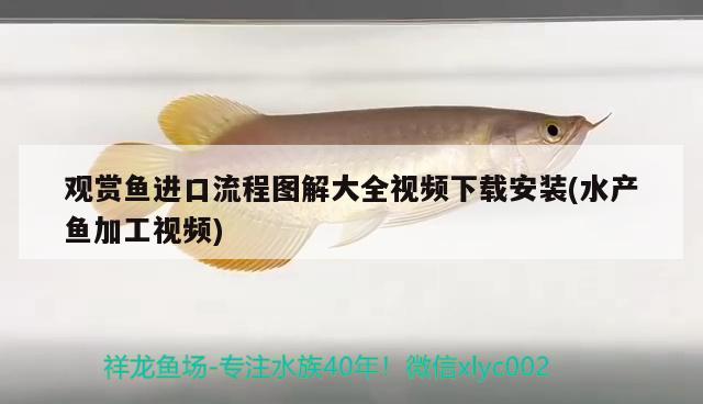 觀賞魚進(jìn)口流程圖解大全視頻下載安裝(水產(chǎn)魚加工視頻) 觀賞魚進(jìn)出口