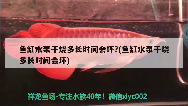 魚(yú)缸水泵干燒多長(zhǎng)時(shí)間會(huì)壞?(魚(yú)缸水泵干燒多長(zhǎng)時(shí)間會(huì)壞) 魚(yú)缸水泵