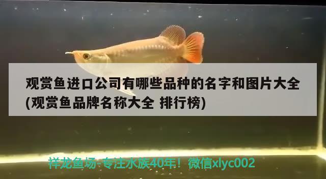 觀賞魚進(jìn)口公司有哪些品種的名字和圖片大全(觀賞魚品牌名稱大全排行榜) 觀賞魚進(jìn)出口