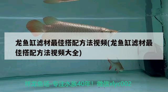 臨淄觀賞魚批發(fā)市場地址電話電話，臨淄觀賞魚批發(fā)市場