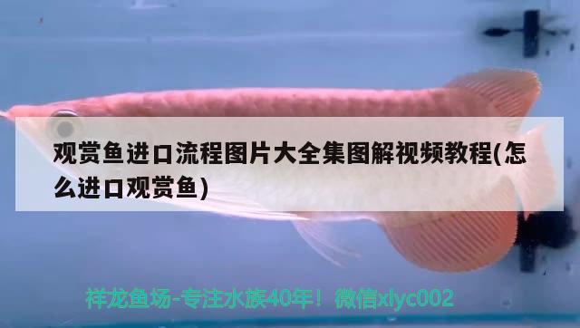 龍魚后半身總下沉是什么原因：龍魚后半身總下沉是什么原因造成的 廣州水族批發(fā)市場(chǎng) 第2張