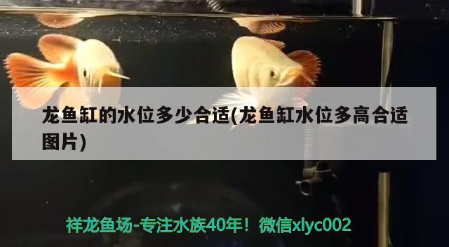 家庭用魚缸大小的選擇在選擇魚缸大小時，有幾個因素需要考慮，家庭用魚缸多大合適？ 黃金斑馬魚 第3張