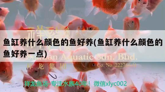 金魚缸石頭是什么石 