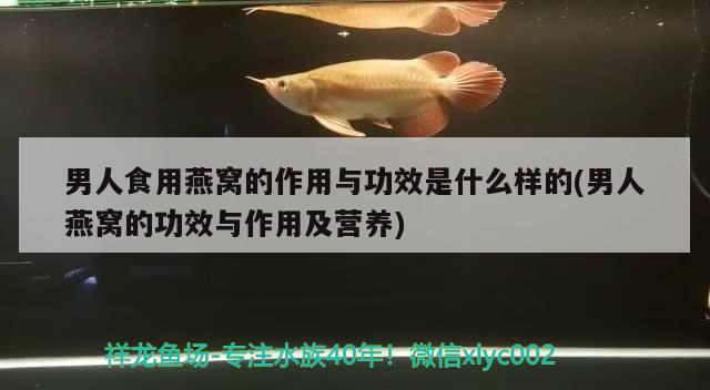 男人食用燕窩的作用與功效是什么樣的(男人燕窩的功效與作用及營養(yǎng)) 馬來西亞燕窩