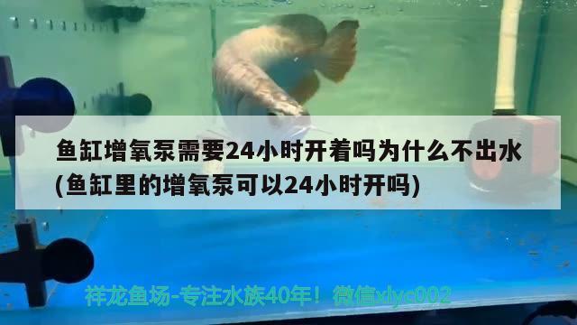 魚缸增氧泵需要24小時(shí)開著嗎為什么不出水(魚缸里的增氧泵可以24小時(shí)開嗎) 狗仔（招財(cái)貓)魚苗