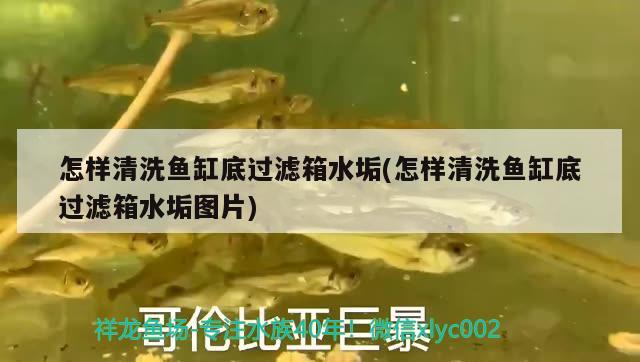 怎樣清洗魚缸底過濾箱水垢(怎樣清洗魚缸底過濾箱水垢圖片) 水族維護服務(wù)（上門）