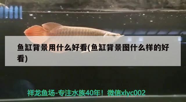 魚(yú)缸背景用什么好看(魚(yú)缸背景圖什么樣的好看) 廣州觀賞魚(yú)批發(fā)市場(chǎng)