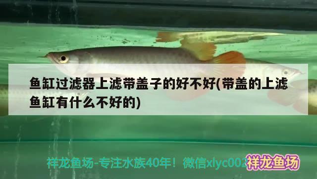 魚缸過濾器上濾帶蓋子的好不好(帶蓋的上濾魚缸有什么不好的) 一眉道人魚