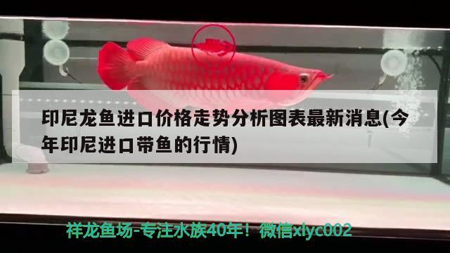 六安魚缸定做廠家地址在哪里呀（六安魚缸定做廠家地址在哪里呀多少錢） 大白鯊魚苗 第2張