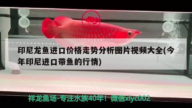 印尼龍魚進口價格走勢分析圖片視頻大全(今年印尼進口帶魚的行情) 觀賞魚進出口