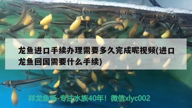 龍魚進口手續(xù)辦理需要多久完成呢視頻(進口龍魚回國需要什么手續(xù)) 觀賞魚進出口