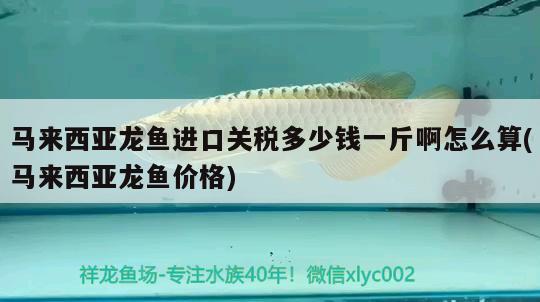 不多見了虎魚圈