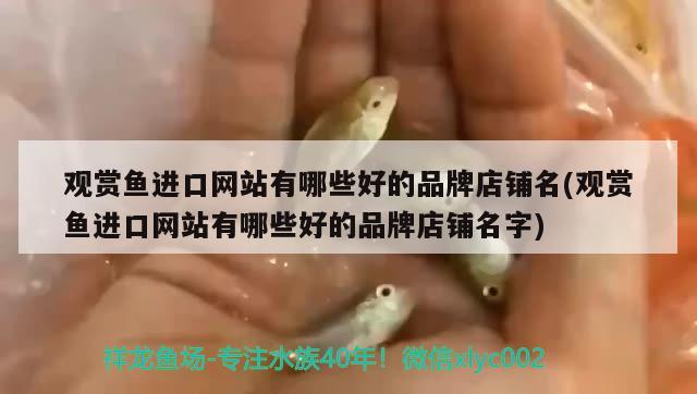 觀賞魚進口網(wǎng)站有哪些好的品牌店鋪名(觀賞魚進口網(wǎng)站有哪些好的品牌店鋪名字) 觀賞魚進出口