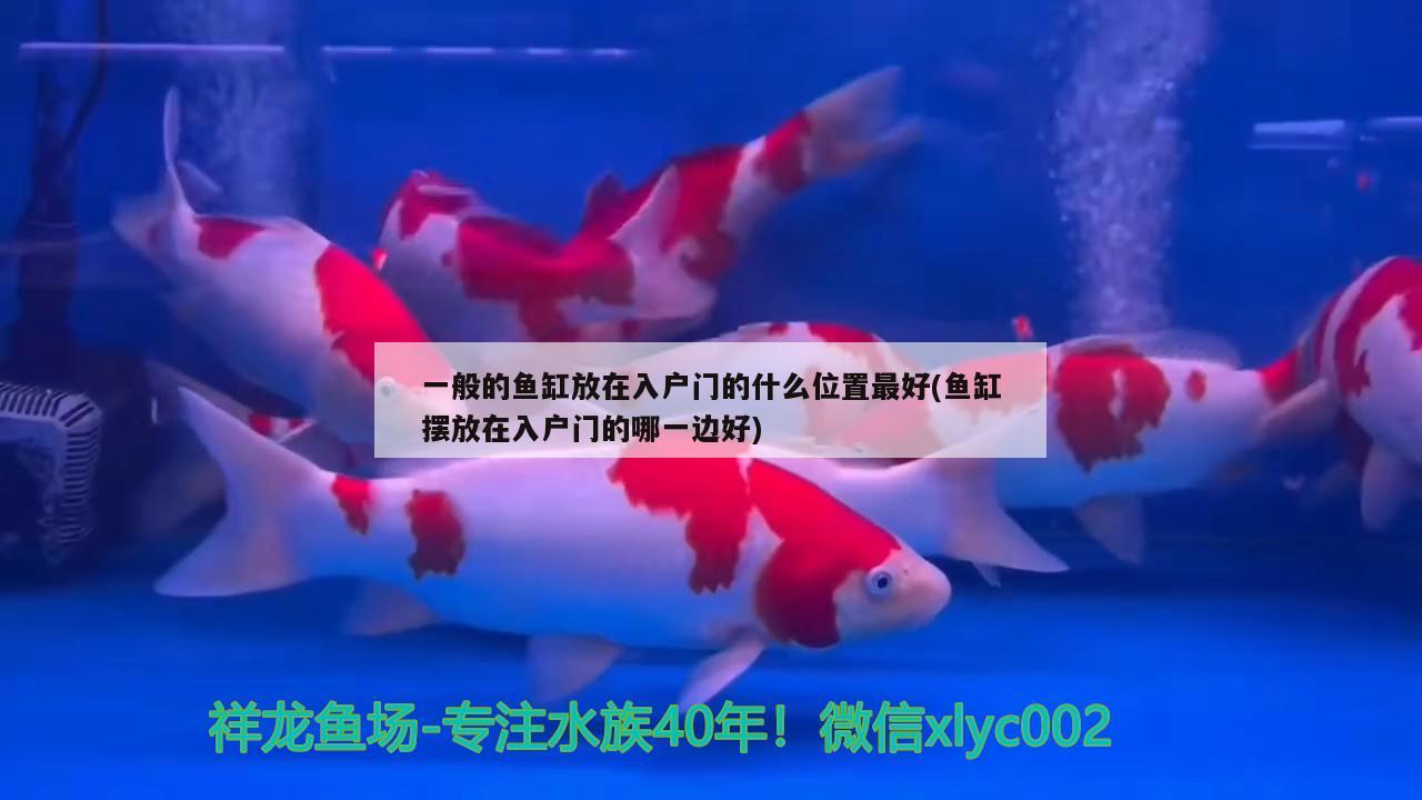 一般的魚(yú)缸放在入戶門(mén)的什么位置最好(魚(yú)缸擺放在入戶門(mén)的哪一邊好)