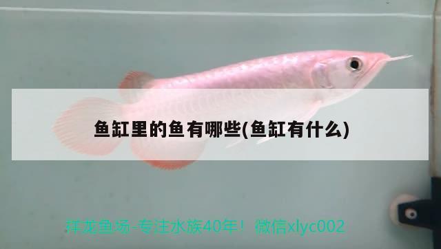 魚缸里的魚有哪些(魚缸有什么) 稀有金龍魚