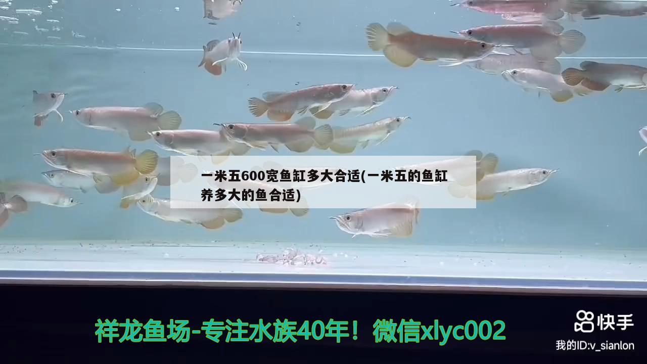 一米五600寬魚缸多大合適(一米五的魚缸養(yǎng)多大的魚合適) 泰龐海鰱魚